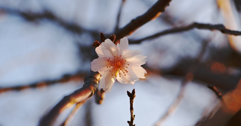 日本の春 一番バッター 「スターバックス SAKURA」
