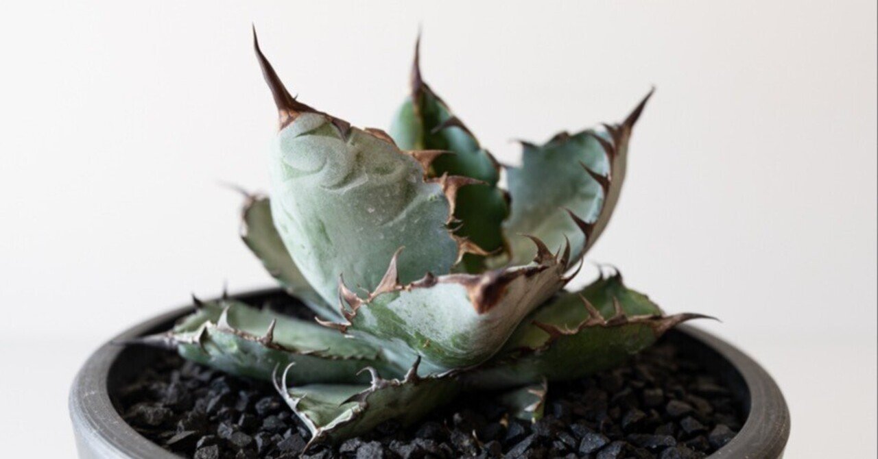 育て方】アガベの発根方法について｜demのかいづか