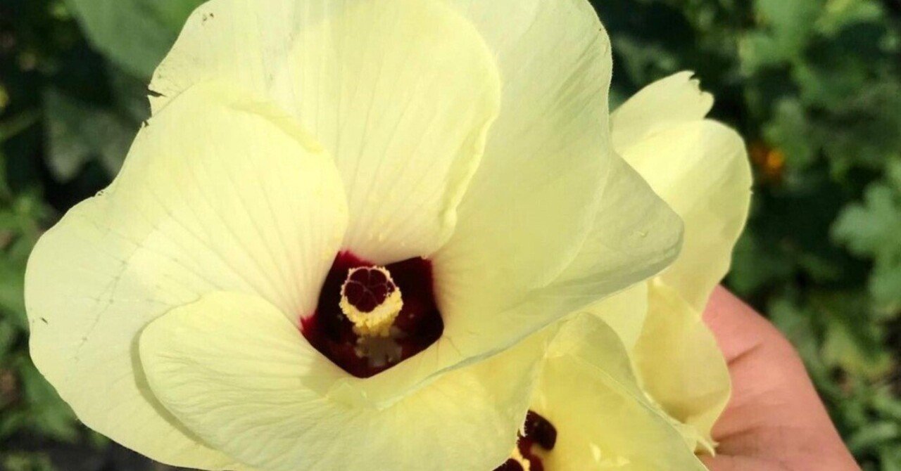 花オクラ オクラの花 那須高原こたろうファーム Note