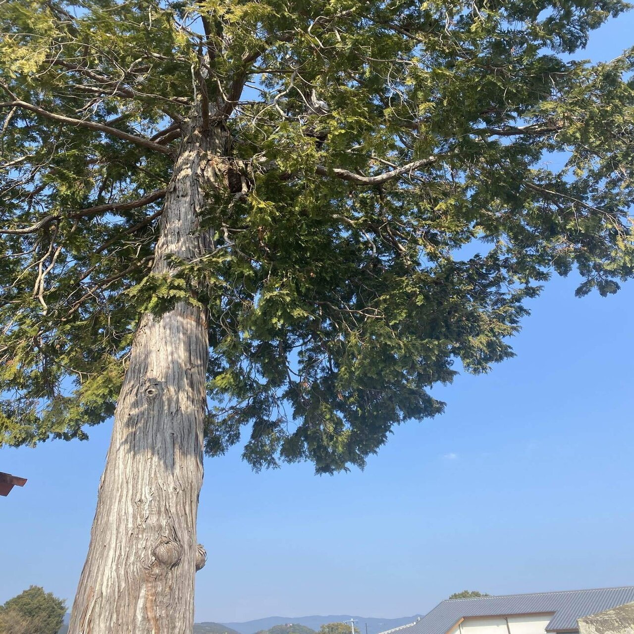 アスナロは 明日何になりたかったのか Haco ガーデンプランナー 庭のある暮らし植物のある暮らし Note