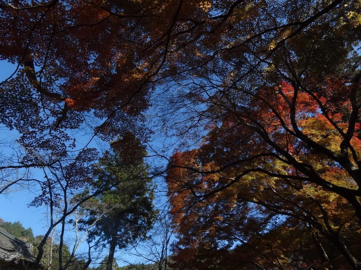 画像17