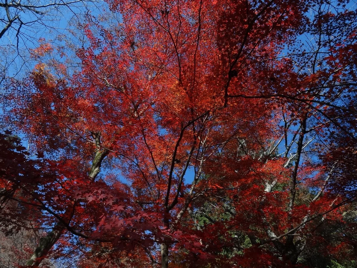 画像21