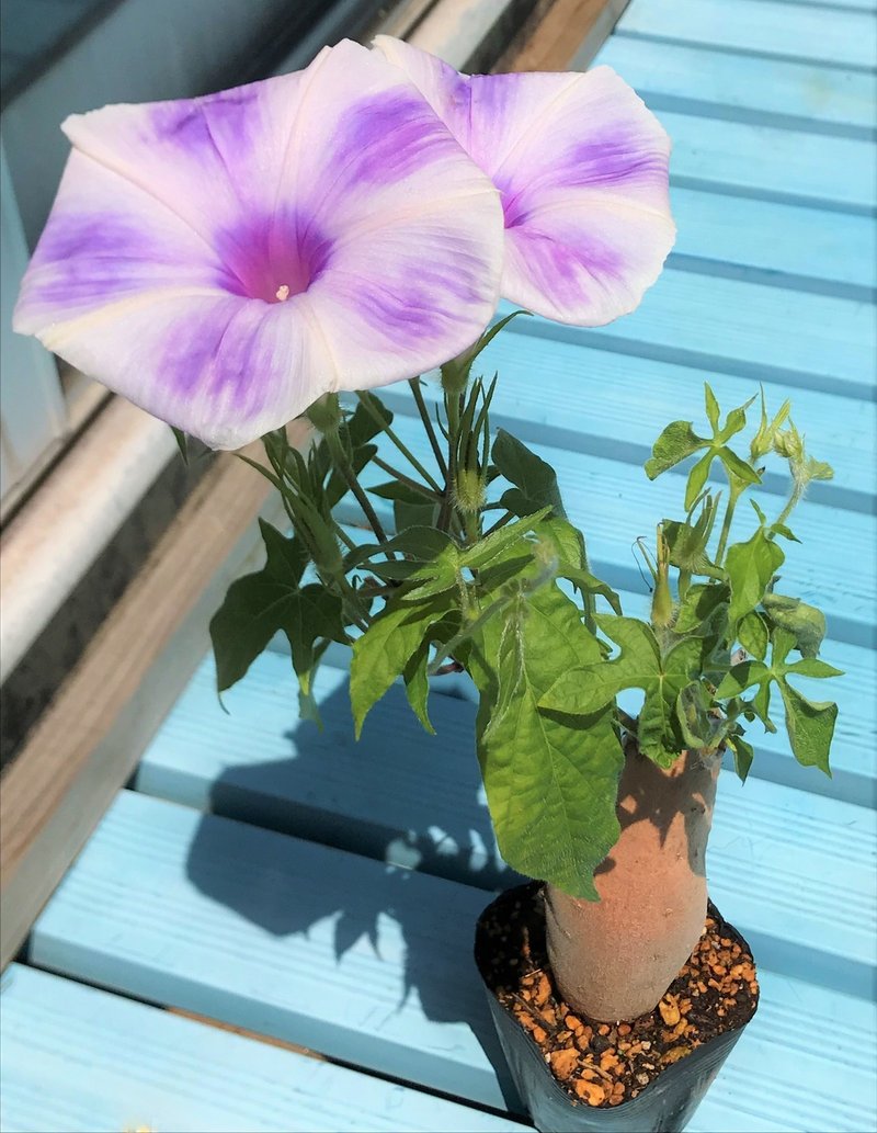 朝顔とサツマイモを接ぎ木して芋アサガオを作る方法 黒大根くん2 0 Note