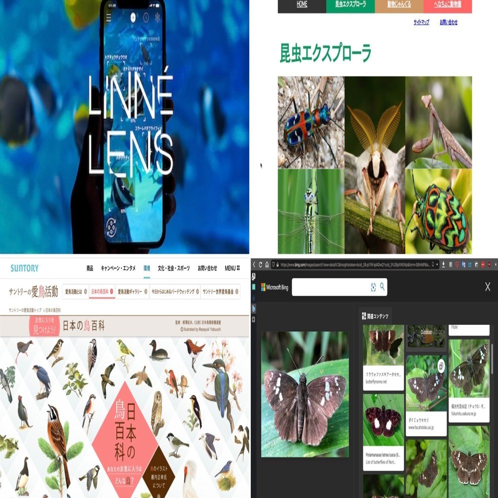 写真から生き物の名前を調べる方法｜kyu3