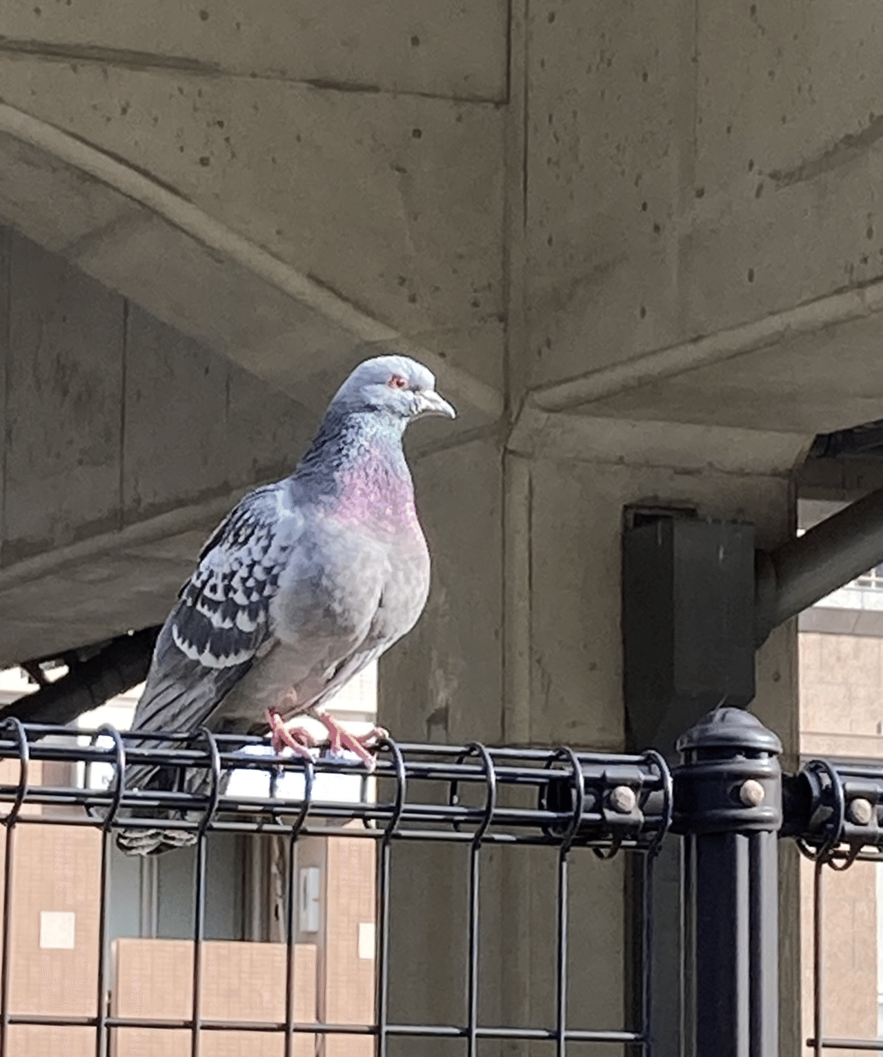 ハト 鳩胸 マッチョ ビーズ刺繍材料店 ビーズとスパンコール Note ハト 鳩胸 マッチョ ビーズ刺繍材料店 ビーズとスパンコール Note