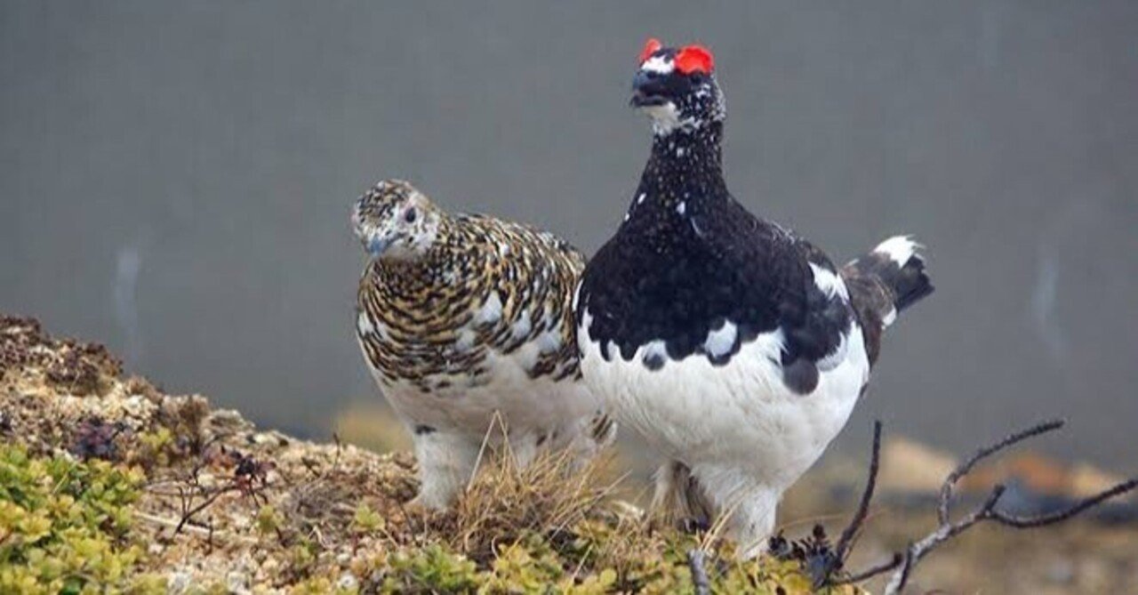 第1149回 ライチョウって｜翆野 大地