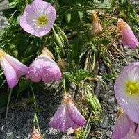 宇津保物語を読む 俊蔭season2 4 久逸文庫主人 Note