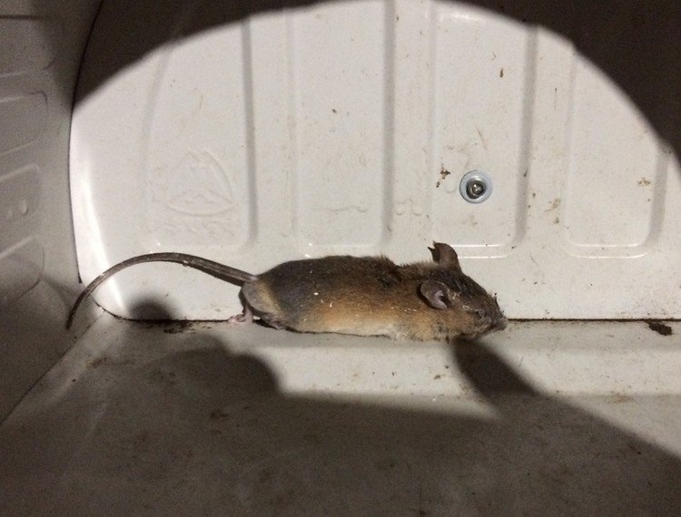 昨日の夜、ビタンがお土産持ってきてくれた。ネズミ。その前は生きているモグラ。名人だ。行動から考えてプレゼントなのだがビビる。_:(´ཀ`」 ∠):食べるふりしてモグラは逃した。
#給餌行動？ #猫 #雌 #ネズミ

