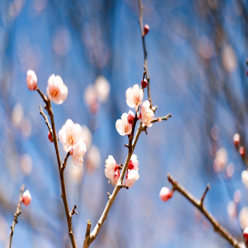 別れの季節と春の訪れ 梅の花 東温市公式note 愛媛県