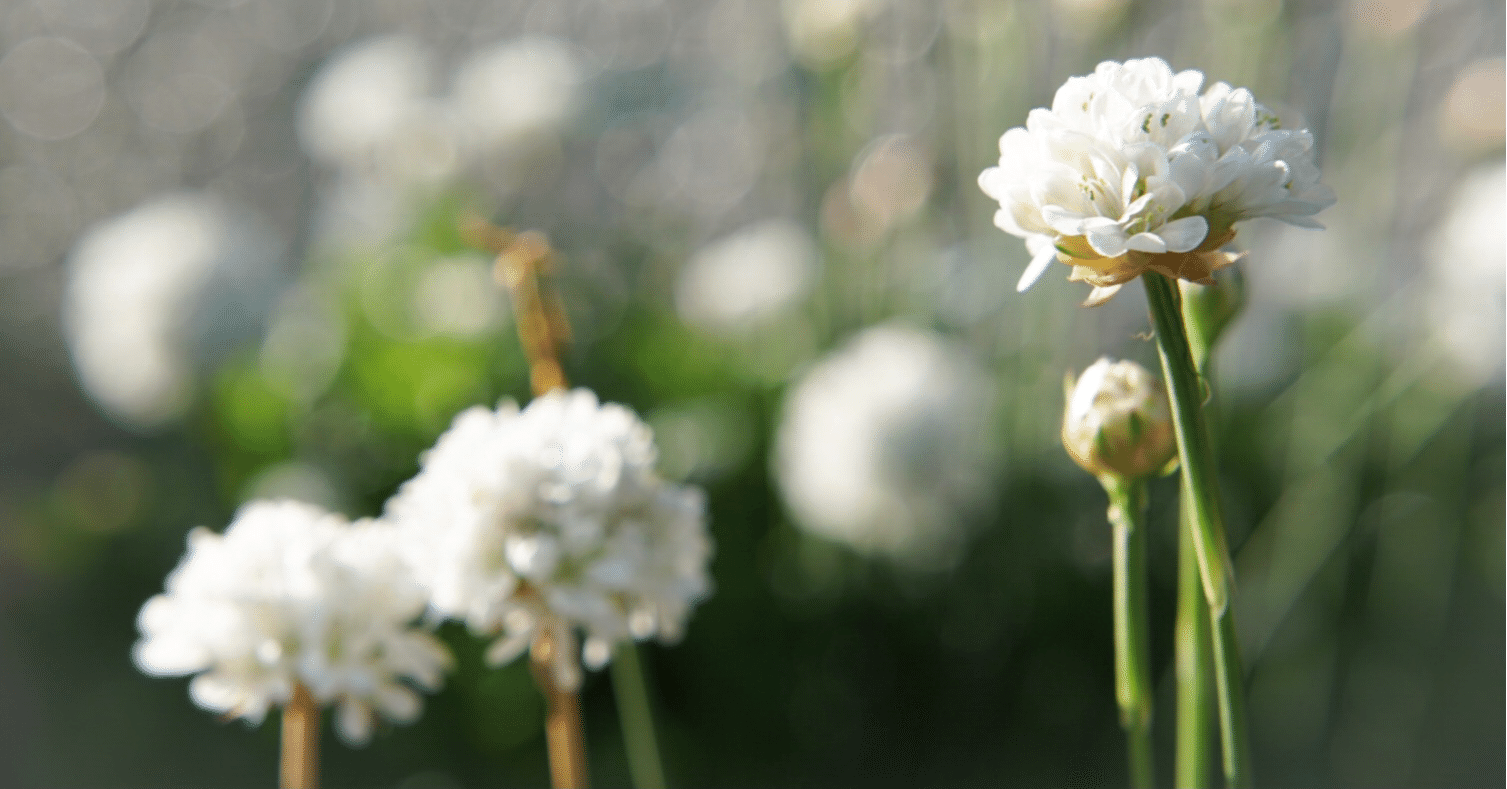 弥生賞 G2 チューリップ賞 G2 アルメリア賞の高スコア馬 Pogメトリクス Note 弥生賞 G2 チューリップ賞 G2 アルメリア賞の高スコア馬 Pogメトリクス Note