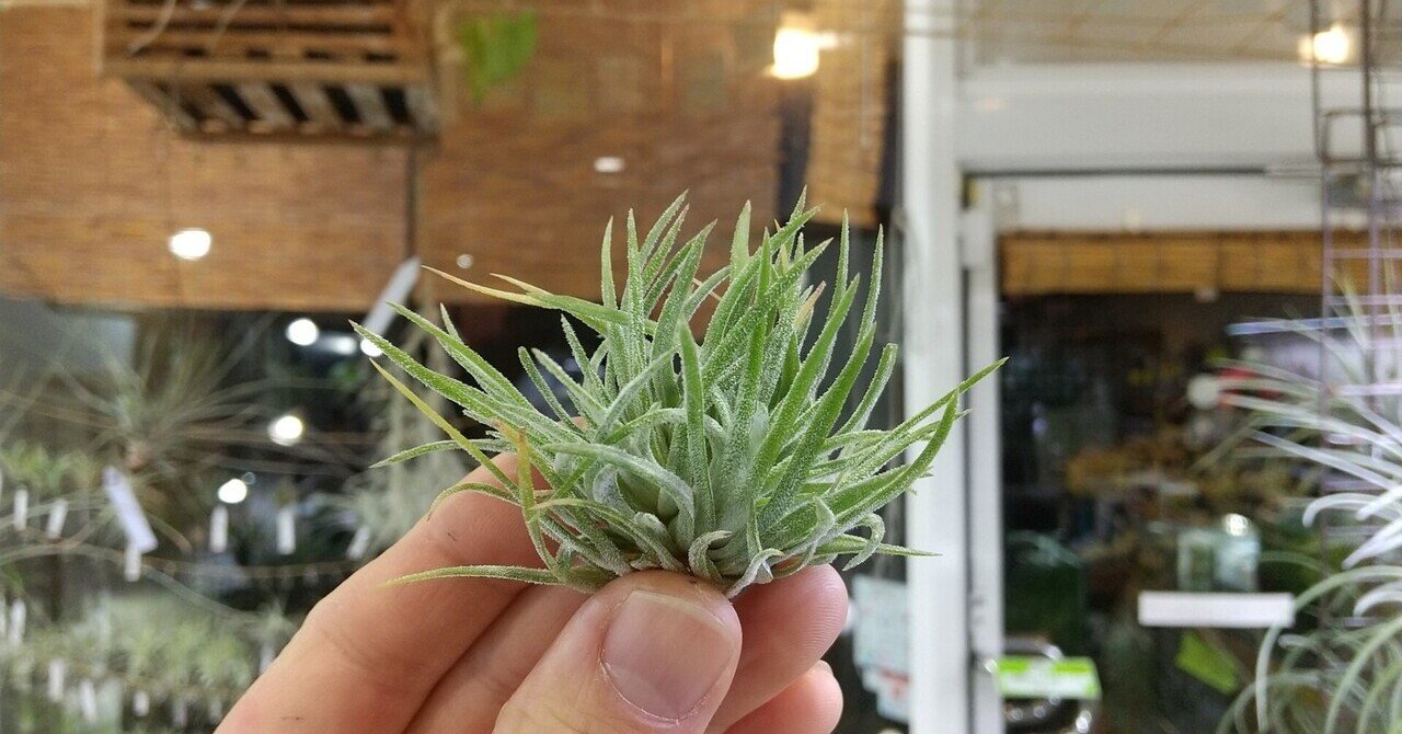 チランジア入荷リスト2/25｜NatureGarden🌿神田