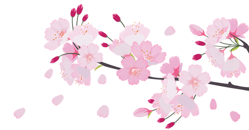 桜🌸フォトスポット感動のベールダウン