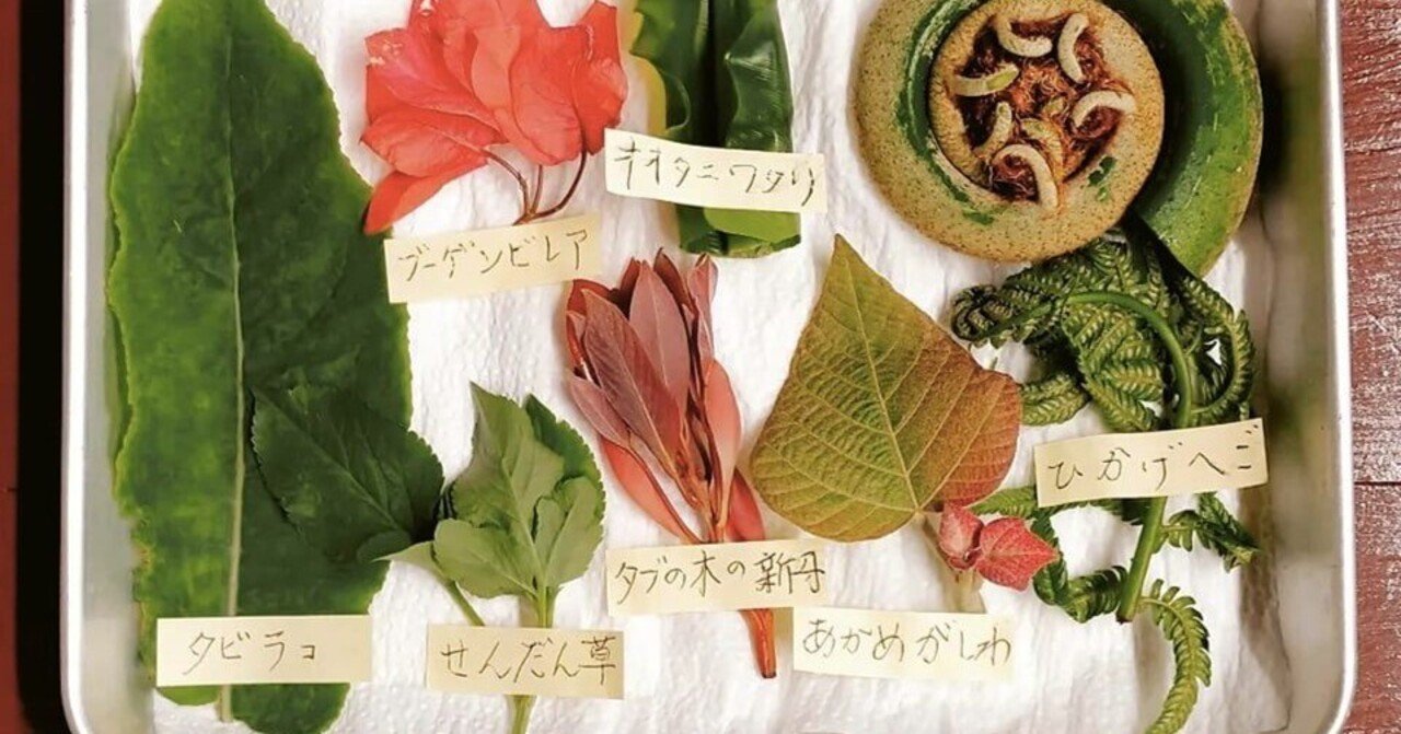 琉球の薬草とぬちぐすいに触れる旅｜民族植物と食の実験室