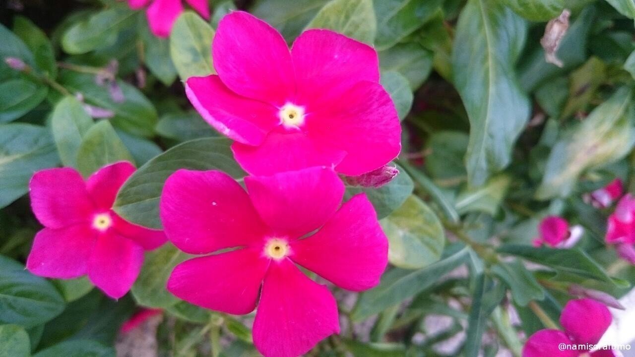 夏夕のアフリカ ホウセンカ Impatiens Walleriana ナミソラフウモ Note