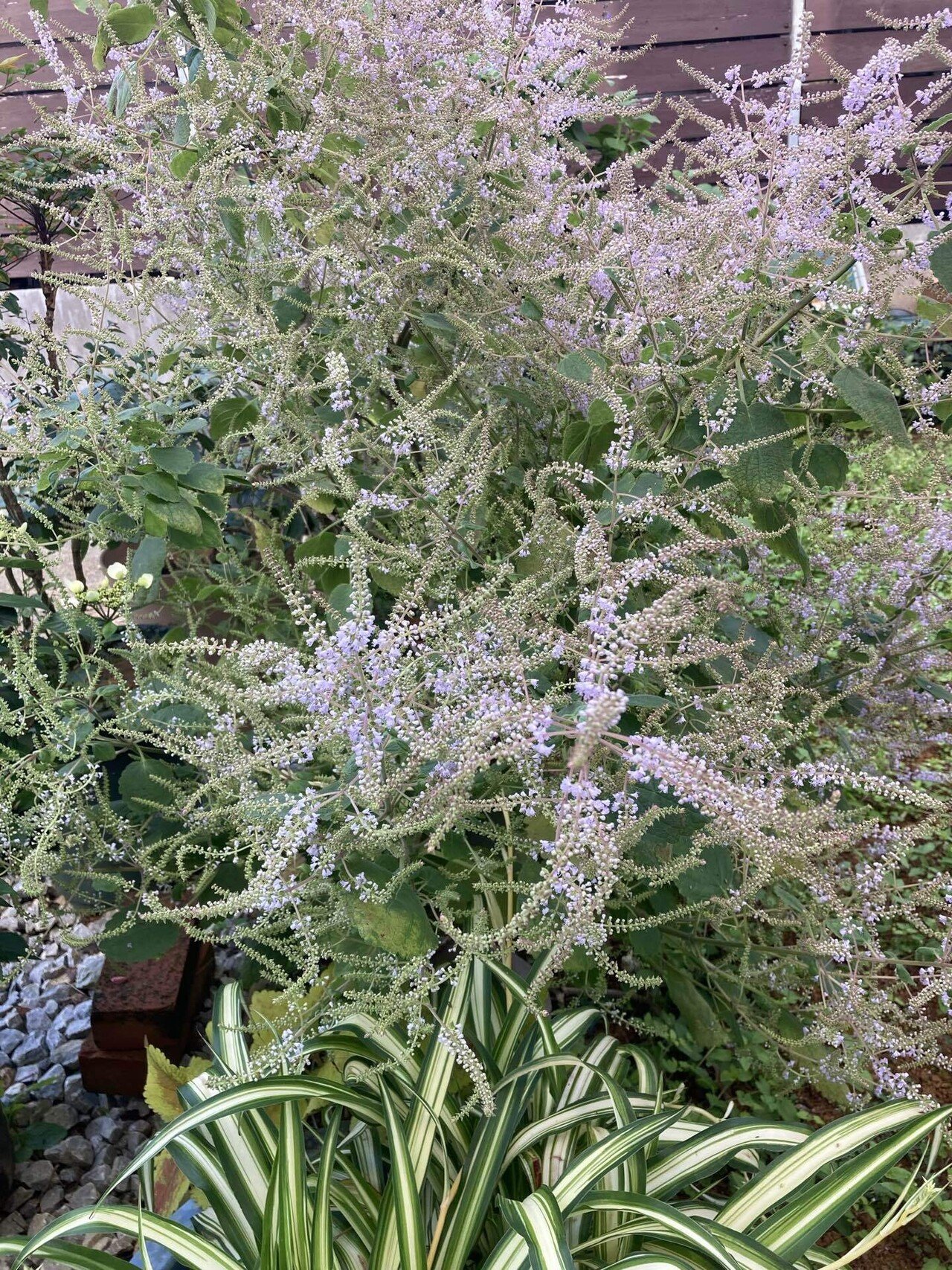沖縄の春 メイフラワーが咲き始めました みこ Note 沖縄の春 メイフラワーが咲き始めました みこ Note
