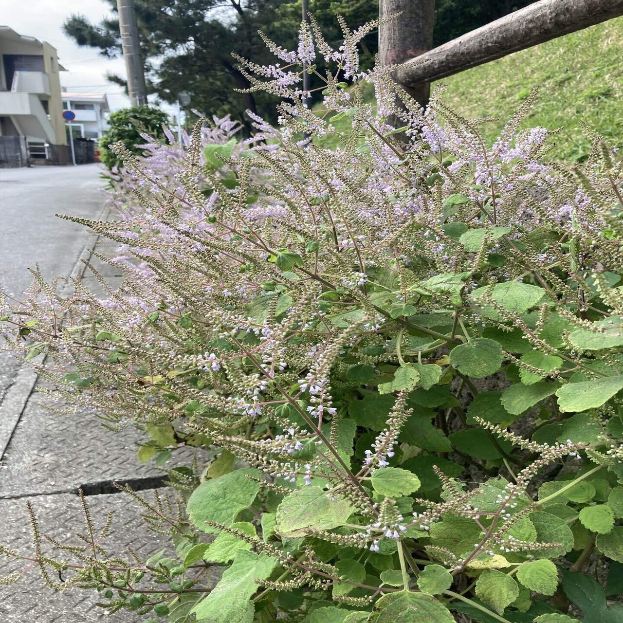 沖縄の春 メイフラワーが咲き始めました みこ Note