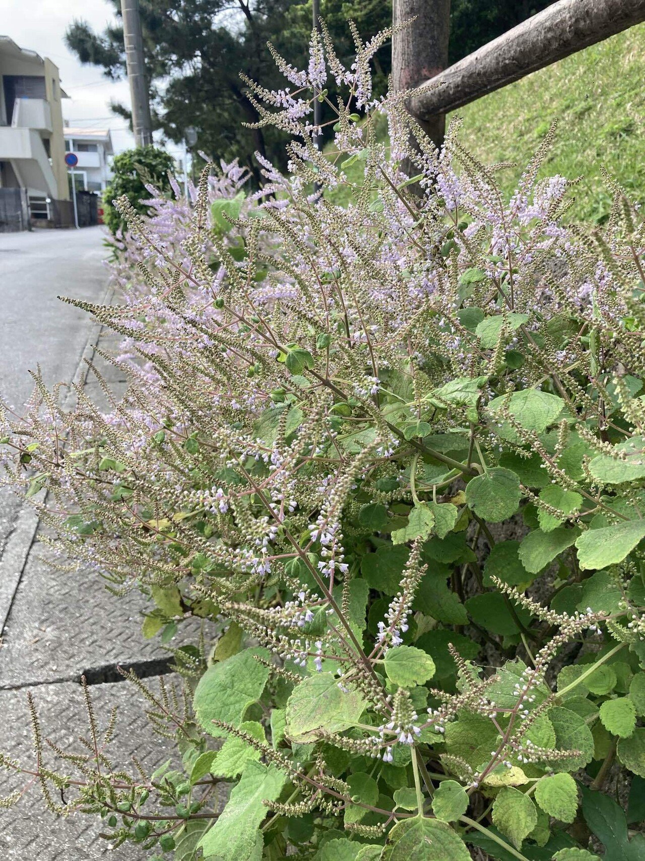 沖縄の春 メイフラワーが咲き始めました みこ Note 沖縄の春 メイフラワーが咲き始めました みこ Note