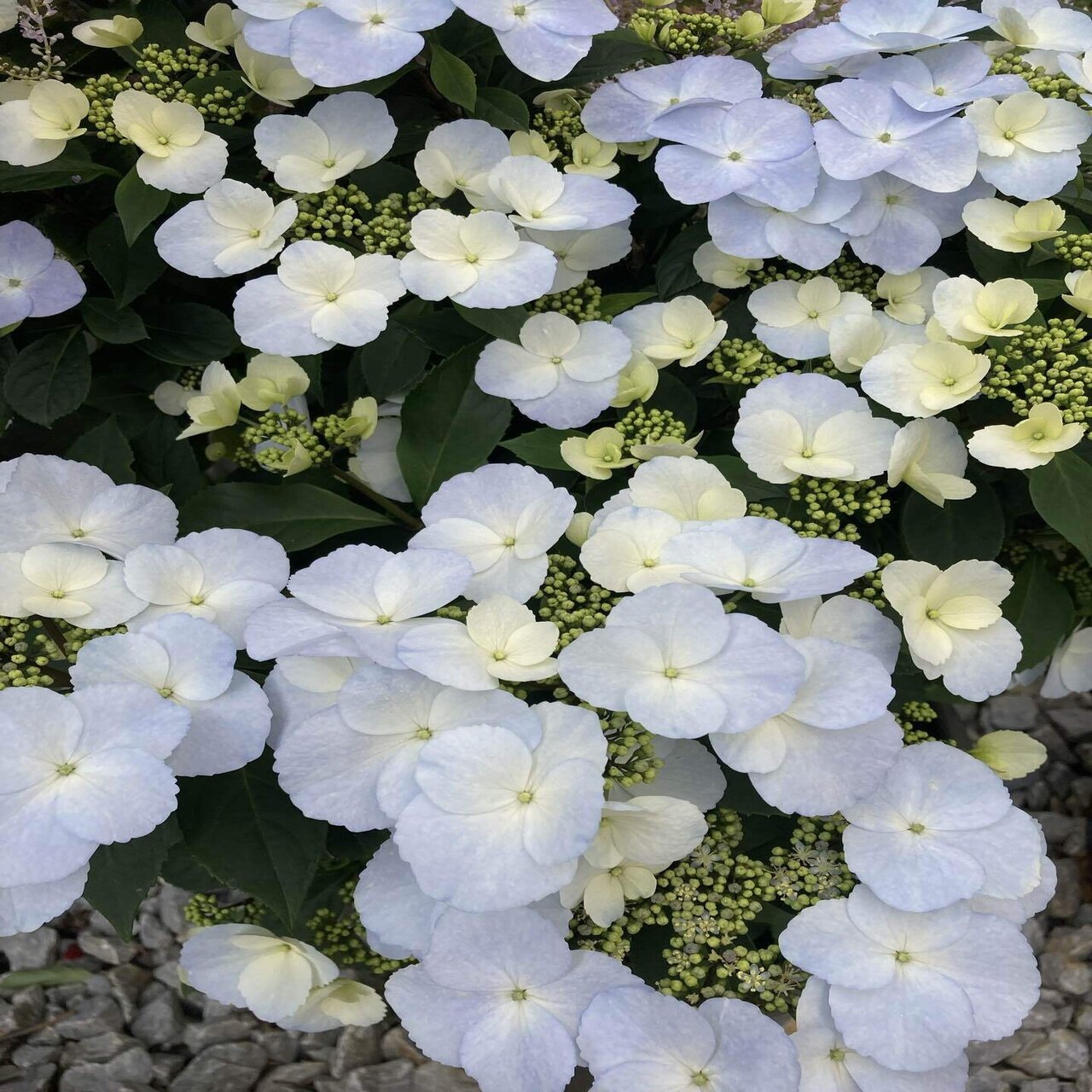 沖縄の春 メイフラワーが咲き始めました みこ Note