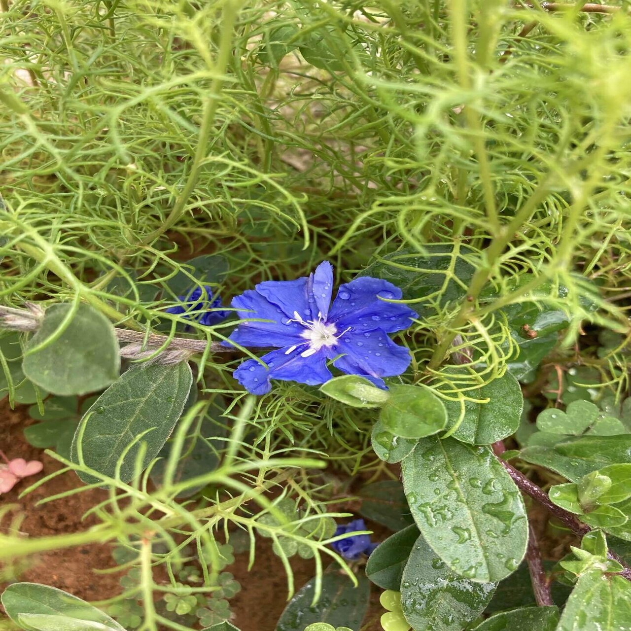 沖縄の春 メイフラワーが咲き始めました みこ Note