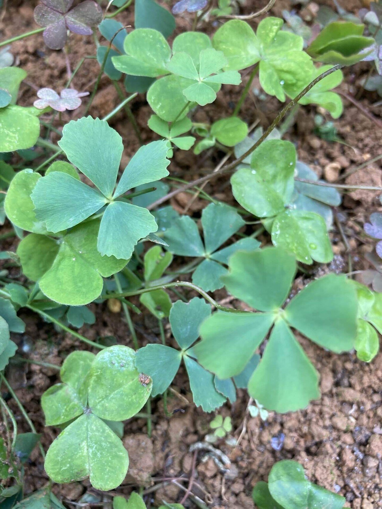 沖縄の春 メイフラワーが咲き始めました みこ Note 沖縄の春 メイフラワーが咲き始めました みこ Note