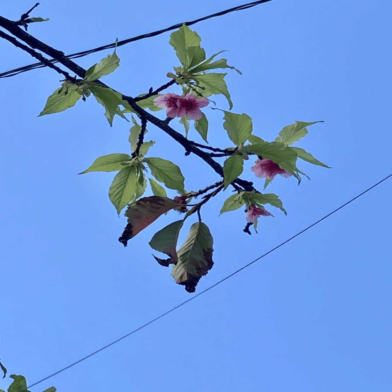 沖縄の春 メイフラワーが咲き始めました みこ Note