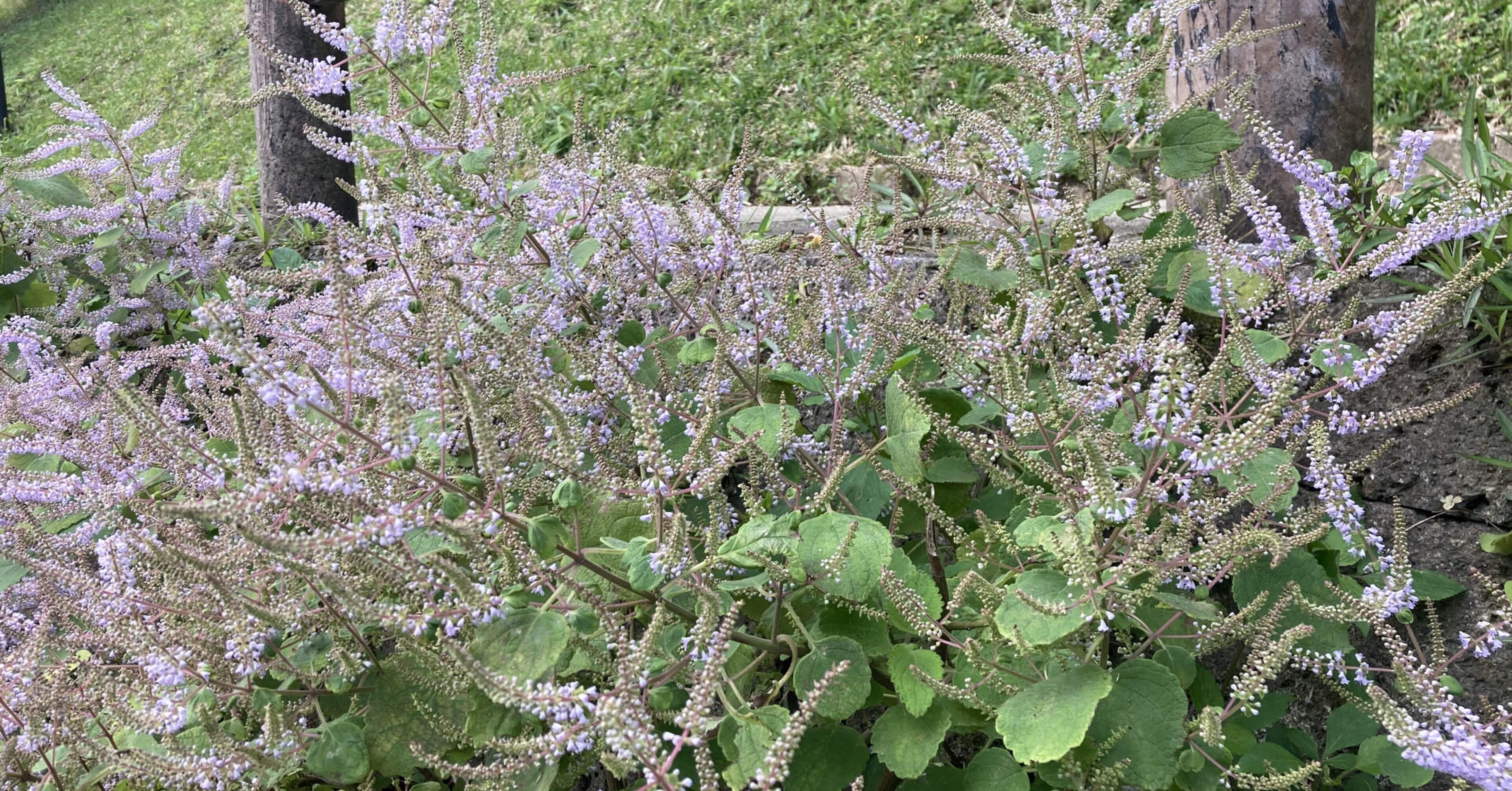 沖縄の春 メイフラワーが咲き始めました みこ Note