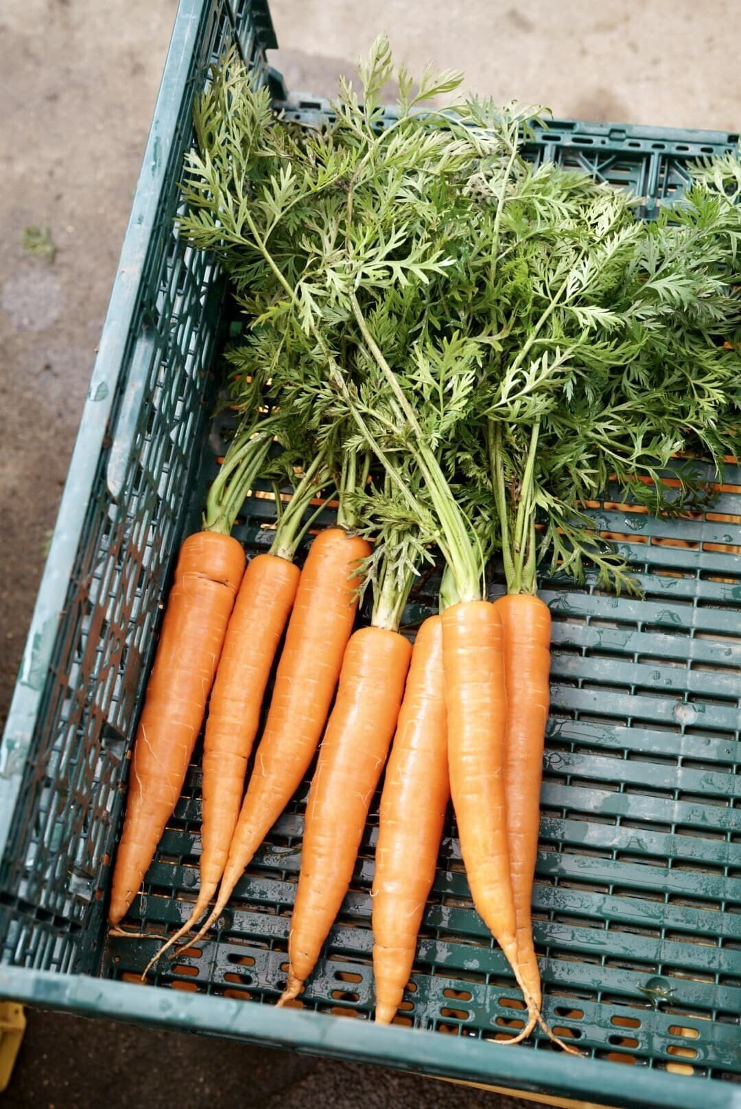 にんじん。さまおまとめ 2点 にんじんのナムル。レンジで簡単♪副菜、あと一品のおかず！ | 農家の