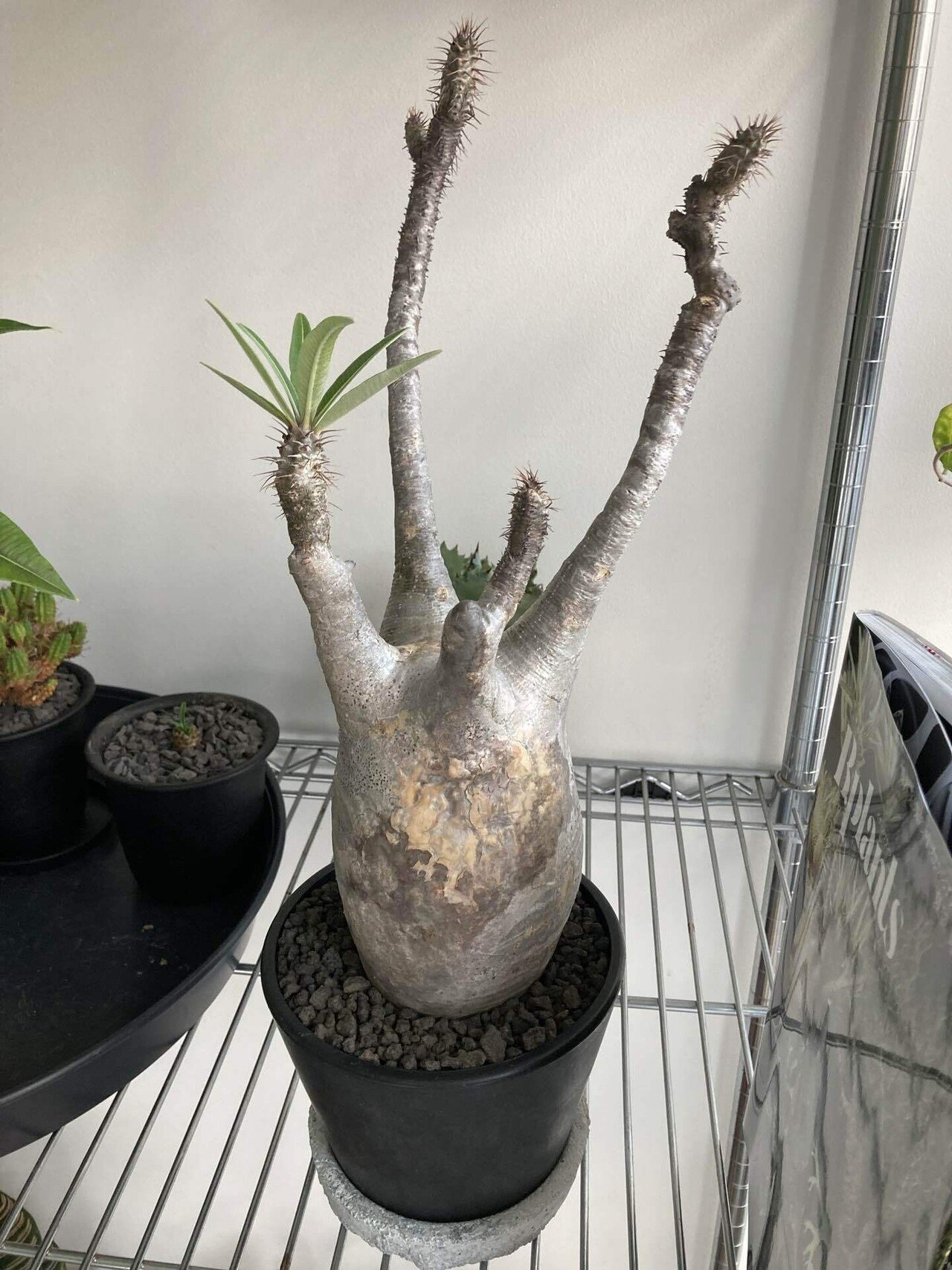 パキポディウムグラキリス綴化 爆レア！