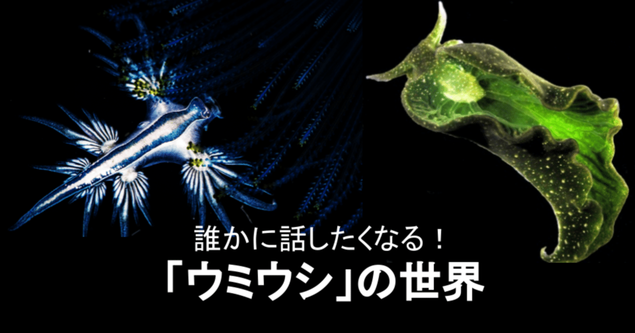 絶景 誰かに話したくなる ウミウシ の世界 しょーた 社会人1年目 Note