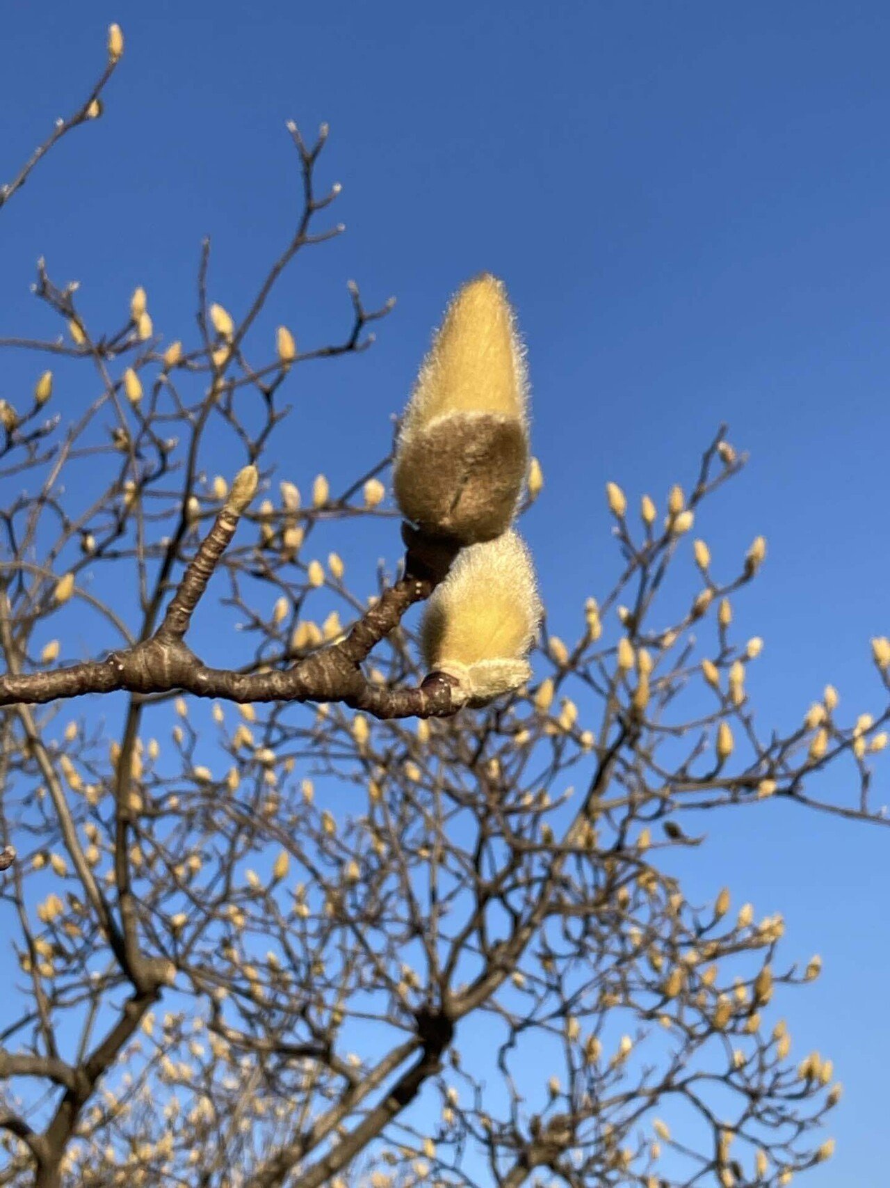 木蓮の春待ち芽 おはようございます 3月の始まり 桜よりもひと足早く春を告げる木蓮が蕾をふくらませていました 大きな卵型の花が咲くのが待ち遠しい時期です そういえば木蓮は地球上で最古の花だとか 櫻田弘文 ブランディング プロデューサー Note