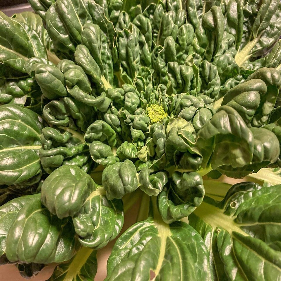 ご近所からのいただき野菜 採れたてターサイのおひたしが美味しかった ぶぜんノート 地方移住日記 Note