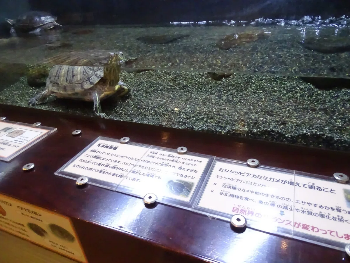 画像37