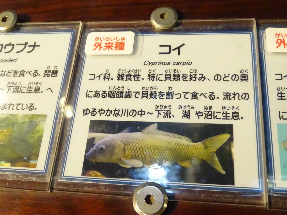 画像50