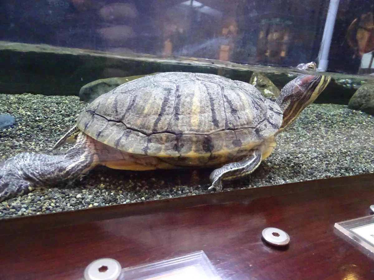 画像40