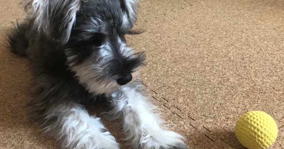 選ばれたのはコルクマットでした ミニシュナこたろうの飼い主 Note