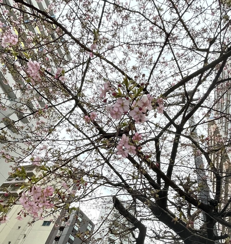 桜トリミング