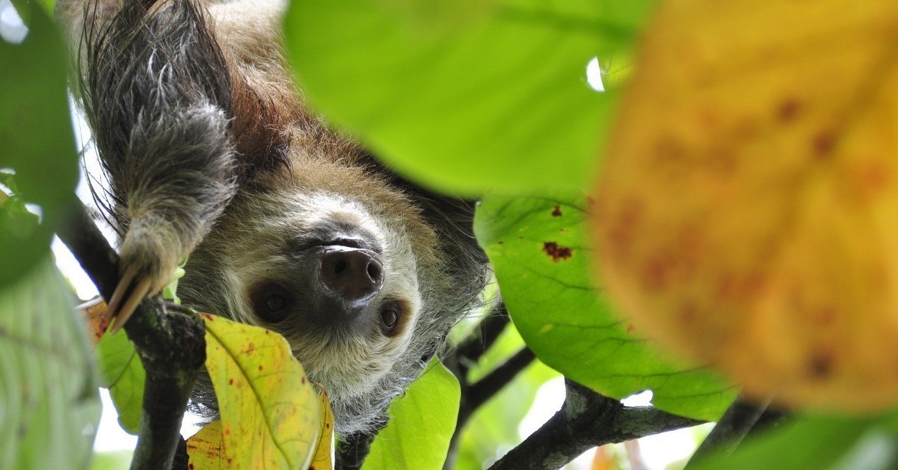 ナマケモノを知ってほしい Kyoslothlover Note