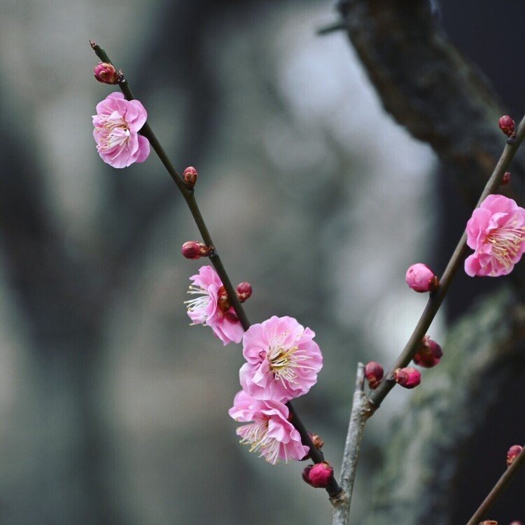 弘道館
梅が咲いてました。桜よりも、桃よりも早く咲く花。寒いうちにひとり、咲くのです。水戸の魁の象徴です。