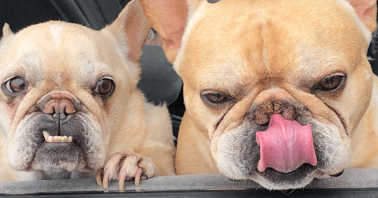 ワンちゃん専用のホテル三日月 木更津旅vol 1 Maya Note ワンちゃん専用のホテル三日月 木更津旅vol 1 Maya Note