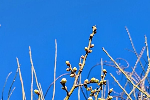 花言葉は気品 の新着タグ記事一覧 Note つくる つながる とどける 花言葉は気品 の新着タグ記事一覧 Note つくる つながる とどける