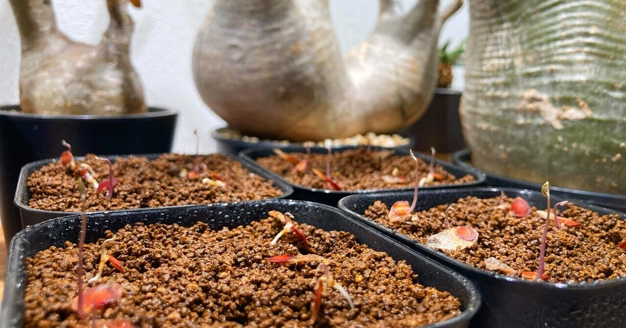 Dioscorea elephantipes亀甲竜種子500粒南アフリカ産 【公式通販】