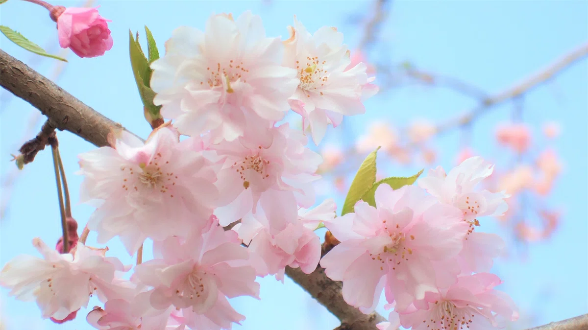 sakura4 - コピー