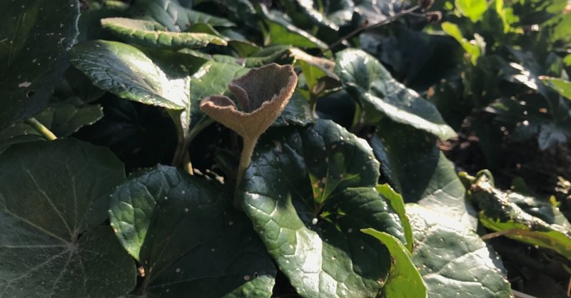 220227-植物-ツワブキ ひょこんと頭を現わす