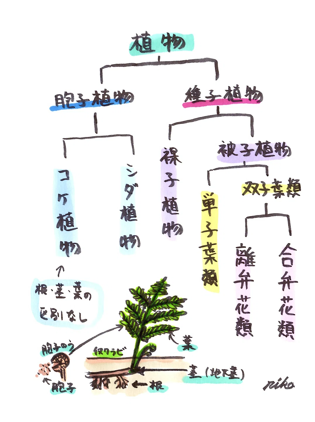 中学理科 植物の分類 理子 雑談女塾 そふとめん Note