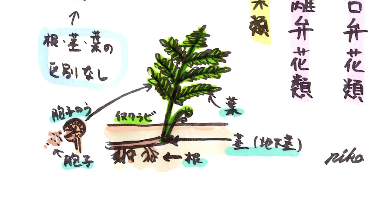 中学理科 植物の分類 理子 雑談女塾 そふとめん Note 中学理科 植物の分類 理子 雑談女塾 そふとめん Note