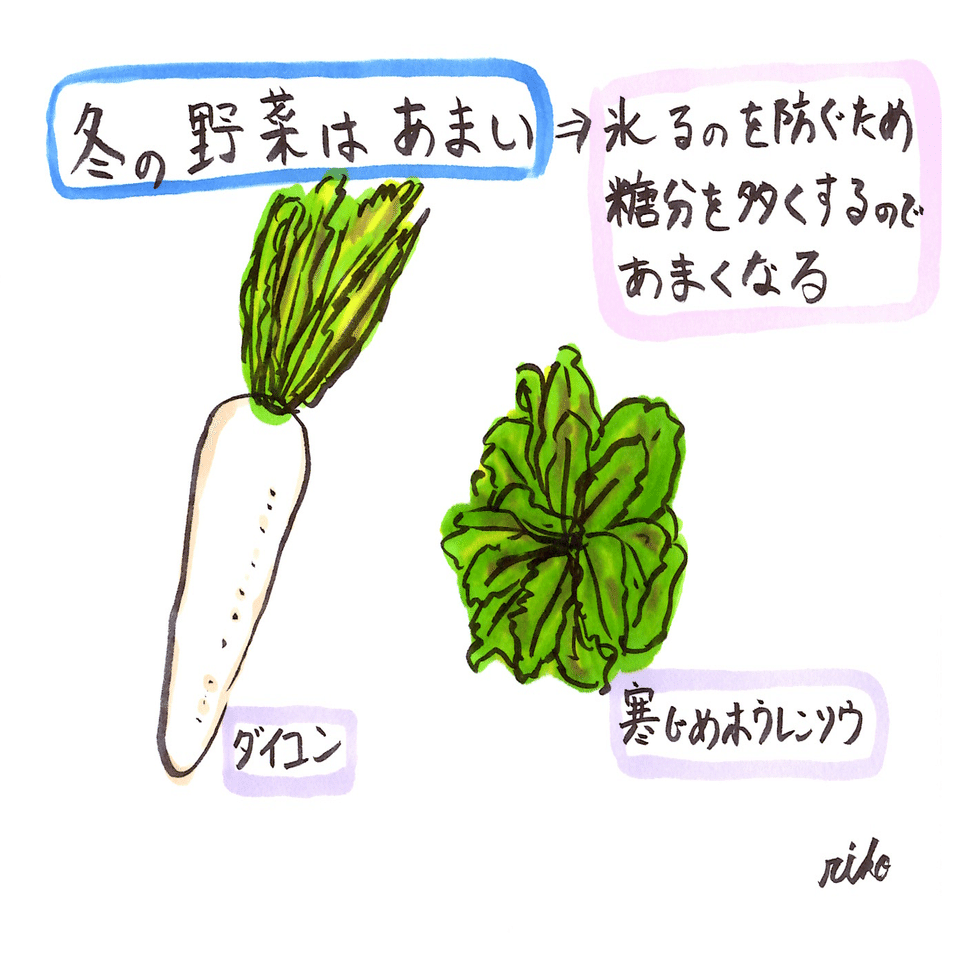 理科イラスト 冬の野菜はなぜ甘い 理子 雑談女塾 そふとめん Note