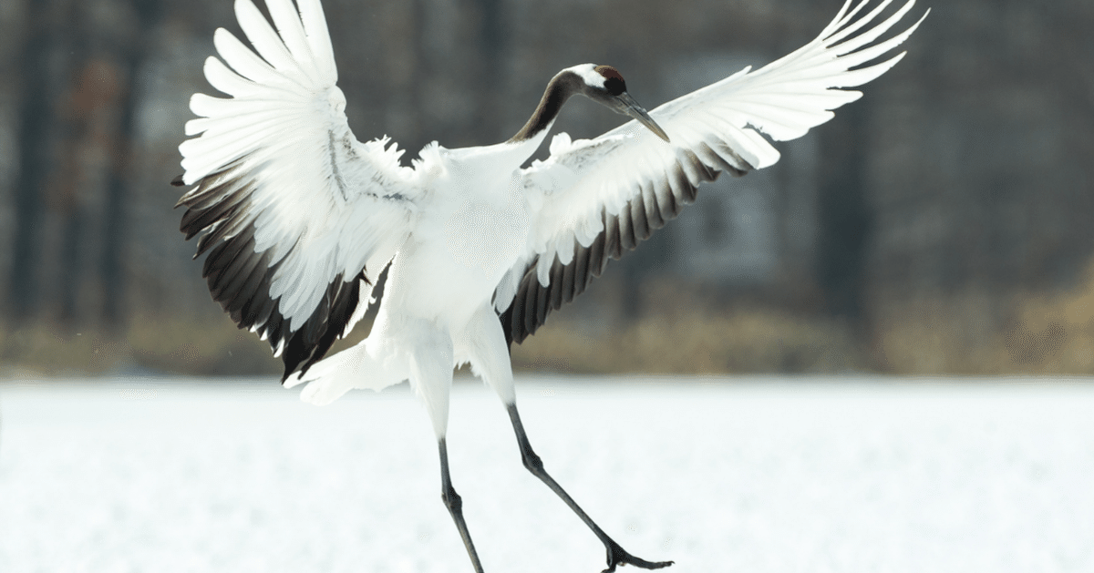 気になる生態】 #21 鶴のおしゃれは頭から 「タンチョウ」｜ちーた 