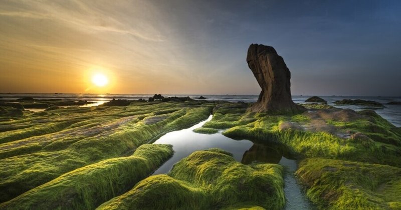 海藻類について🍀