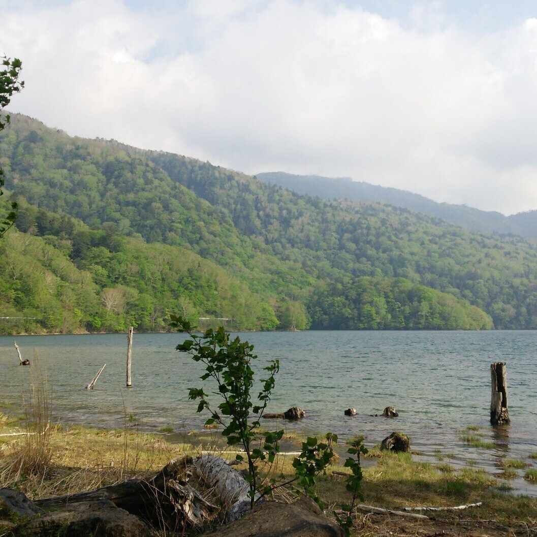 横光利一の「春は馬車に乗って」「花園の思想」「蛾はどこにでもいる