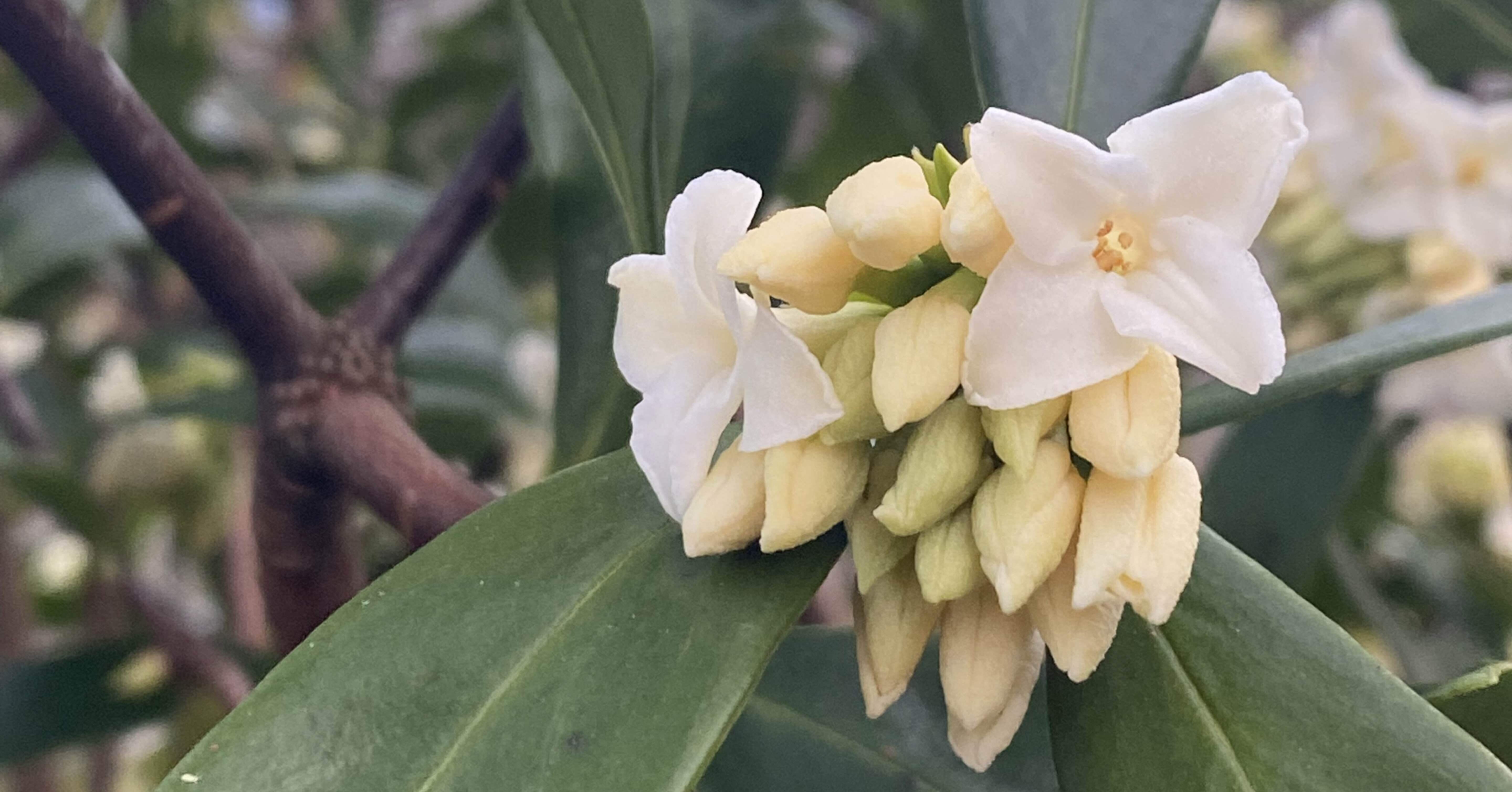 春の庭からー『沈丁花』の香に誘われて｜haco 🍀ガーデンプランナー